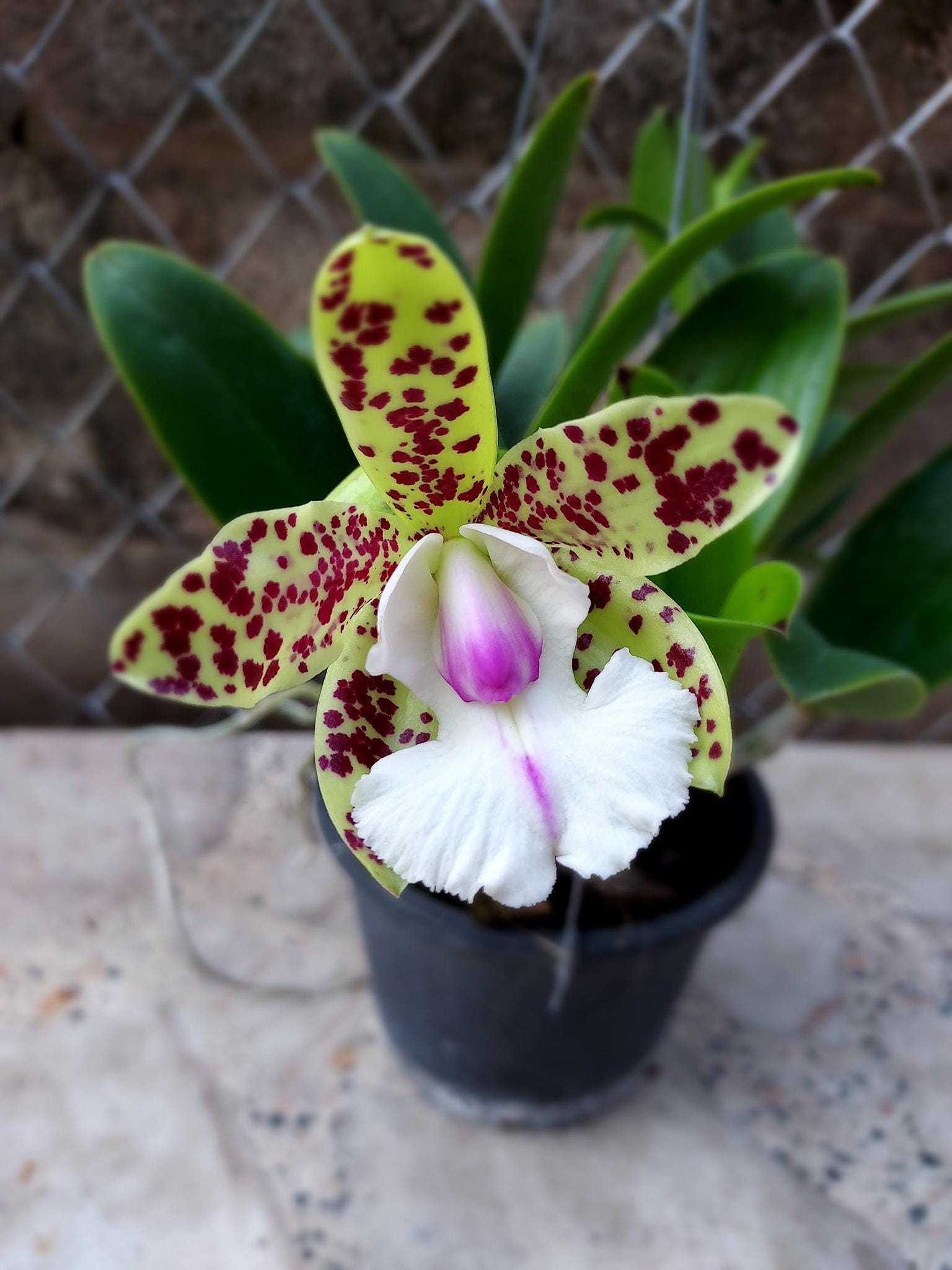 Cattleya YNS Green Leopard 'Jade Dragon'