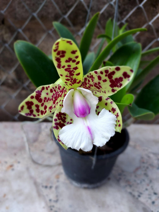 Cattleya YNS Green Leopard 'Jade Dragon'