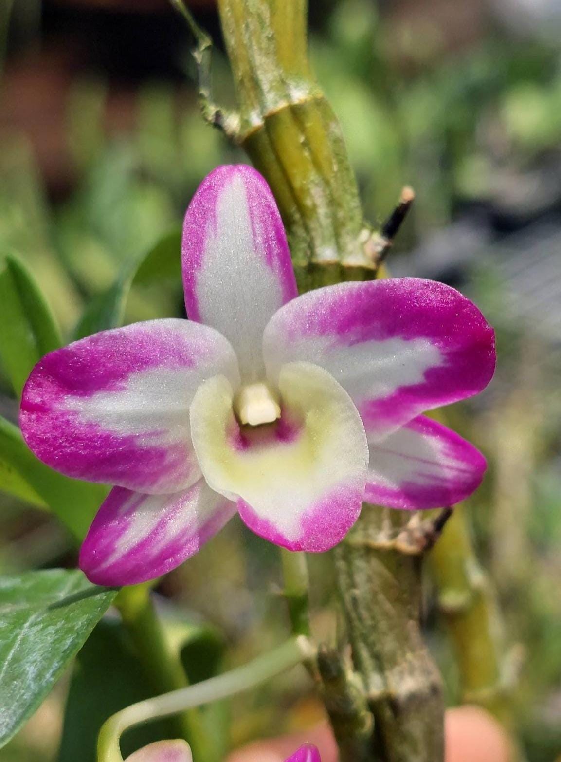 Dendrobium Hamana Lake Prism