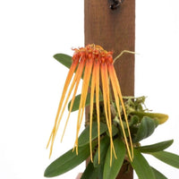 Bulbophyllum hirundinis