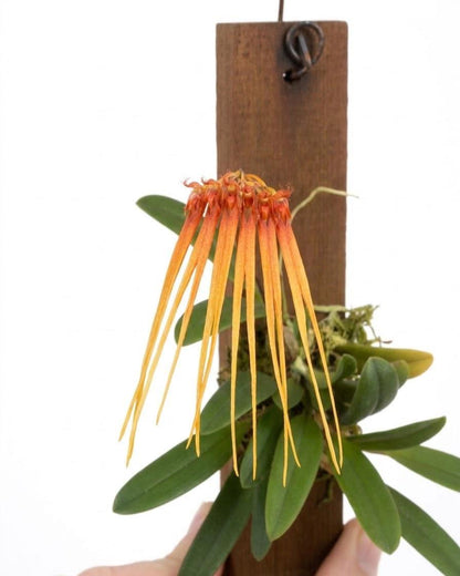 Bulbophyllum hirundinis