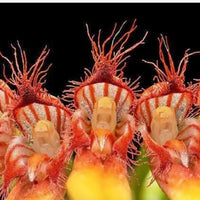 Bulbophyllum hirundinis