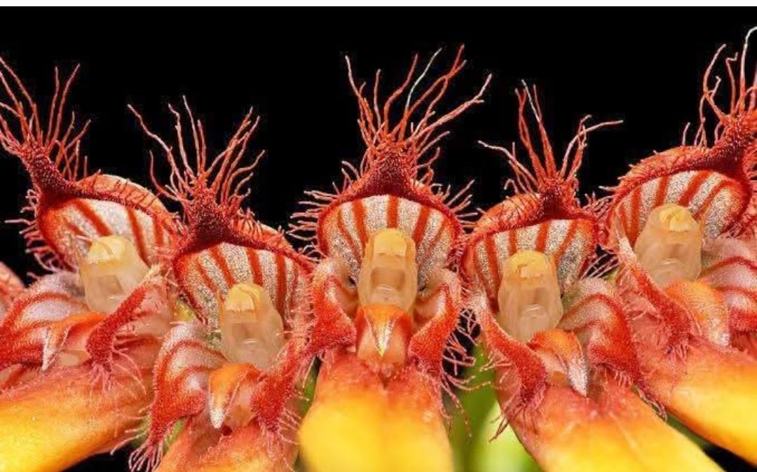 Bulbophyllum hirundinis