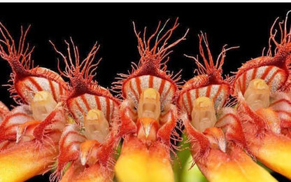 Bulbophyllum hirundinis