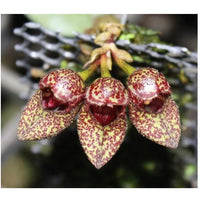 Bulbophyllum frostii