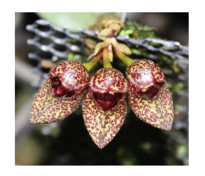 Bulbophyllum frostii