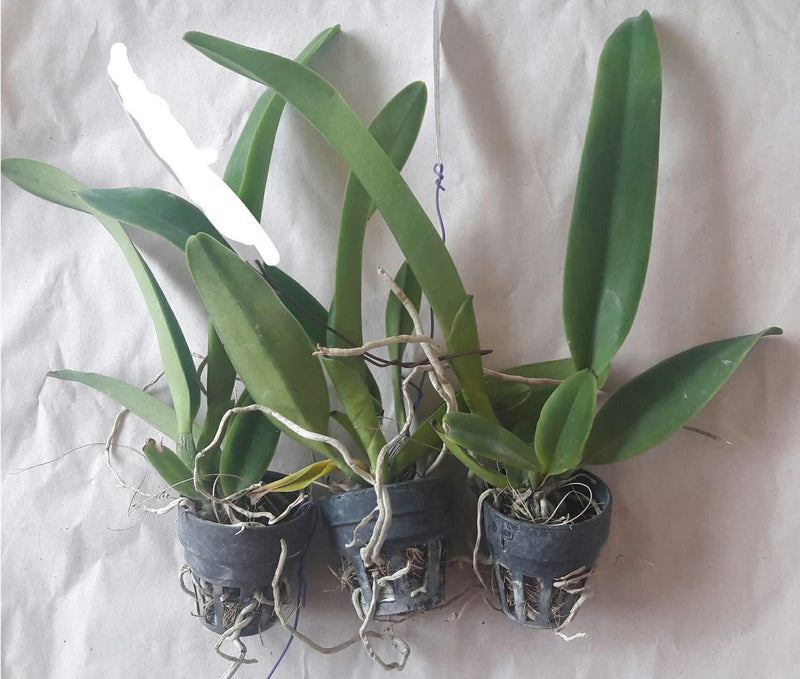 Rlc.Cattleya Orchid Plant, Hybrid Starter Size, Two Seedlings