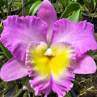 Rhyncholaeliocattleya Rungnapha Pink #9