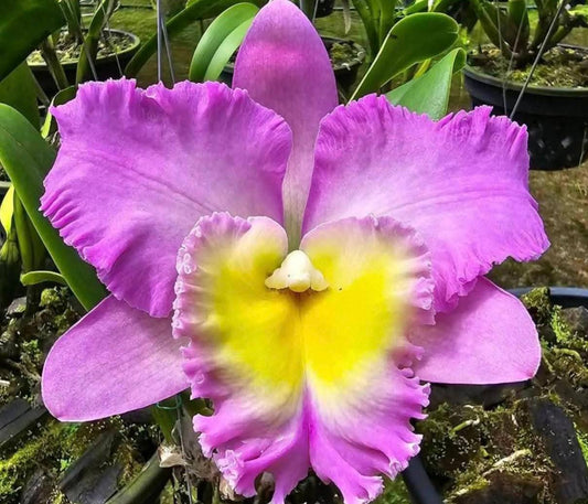 Rhyncholaeliocattleya Rungnapha Pink #9