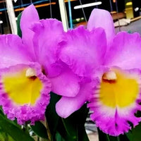 Rhyncholaeliocattleya Rungnapha Pink #9