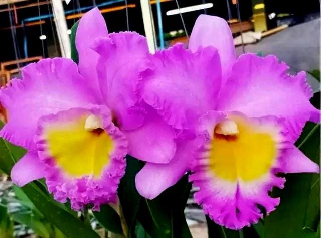 Rhyncholaeliocattleya Rungnapha Pink #9