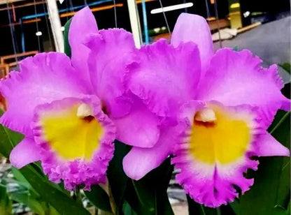 Rhyncholaeliocattleya Rungnapha Pink #9