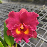 Rlc Siam Red Bloom Size
