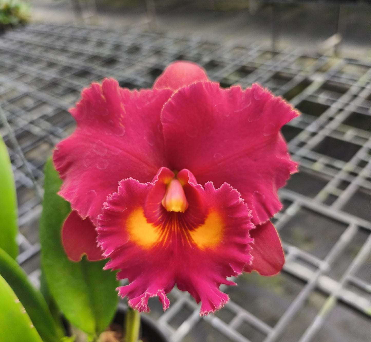Rlc Siam Red Bloom Size