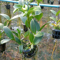 Cattleya violacea var.flamea