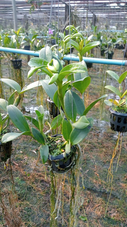 Cattleya violacea var.flamea