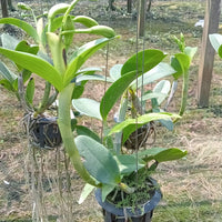 Cattleya violacea var.flamea
