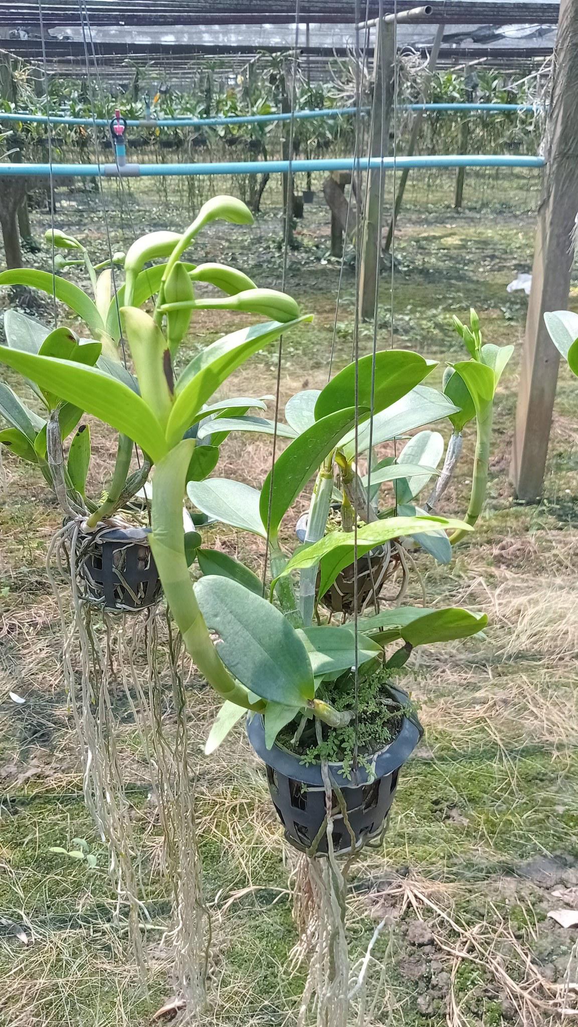Cattleya violacea var.flamea