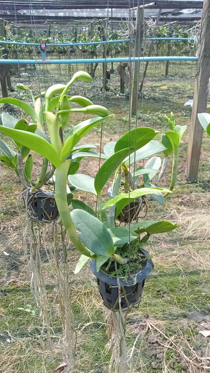 Cattleya violacea var.flamea