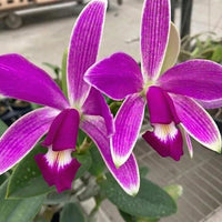 Cattleya violacea var.flamea