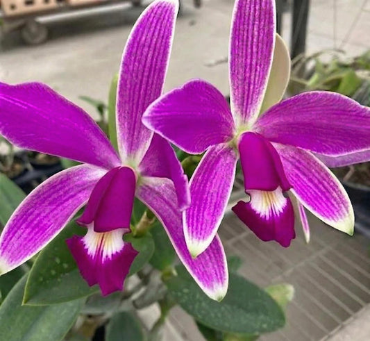 Cattleya violacea var.flamea