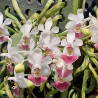 Phalaenopsis parishii