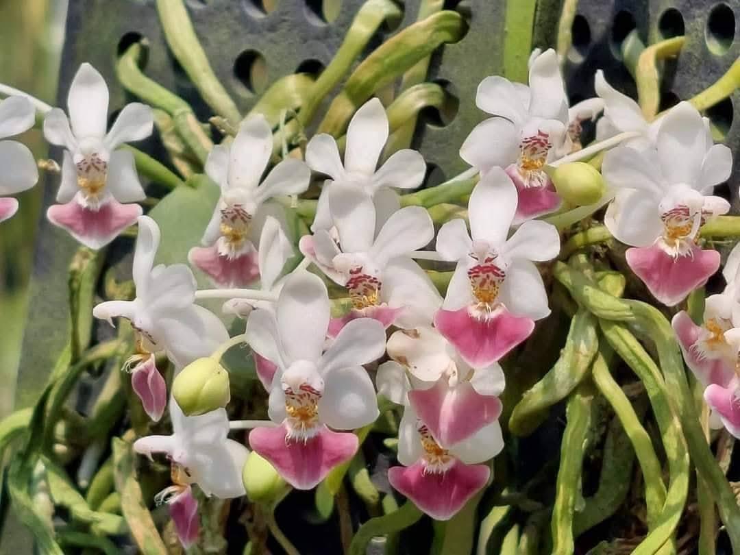 Phalaenopsis parishii