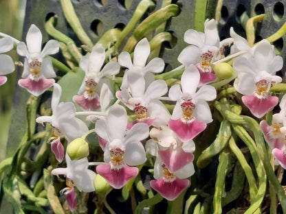 Phalaenopsis parishii