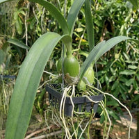 Encyclia cordigera v. rosea