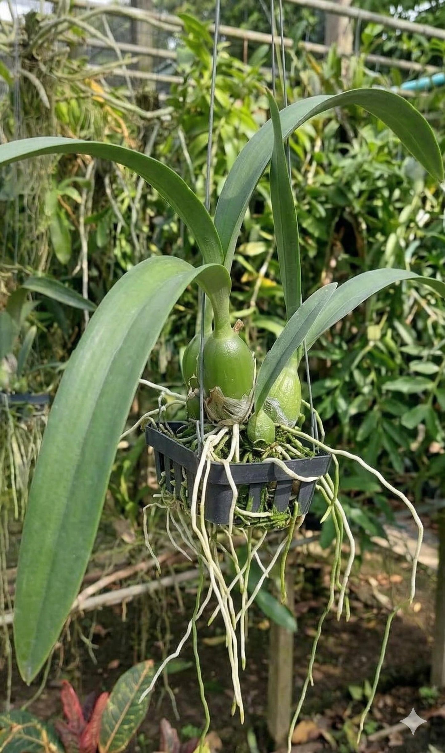 Encyclia cordigera v. rosea