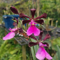 Encyclia cordigera v. rosea