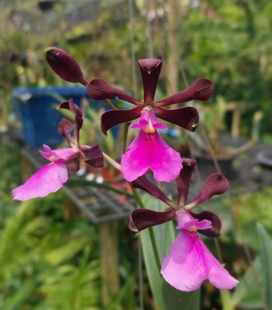 Encyclia cordigera v. rosea