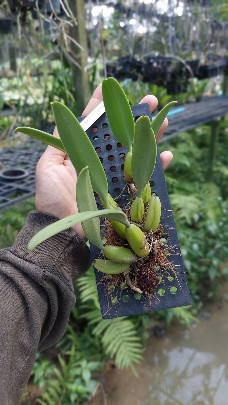 Bulbophyllum fascinator semi-alba  Orchid Plant (Bloom Size)