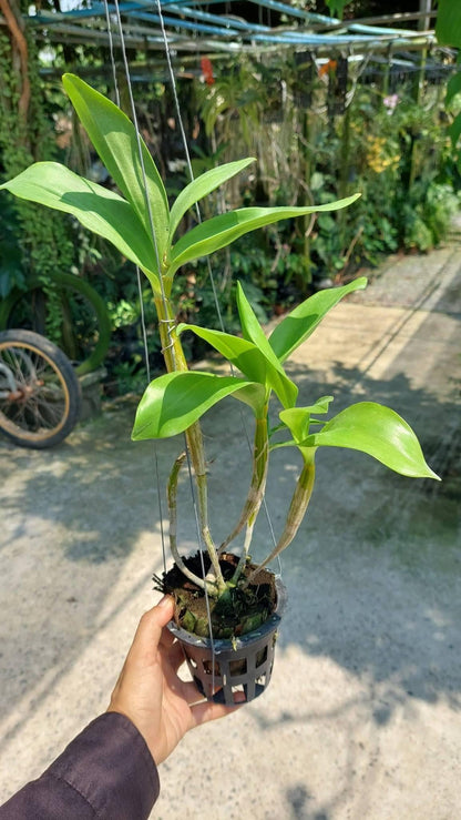 Dendrobium Roy Tokunaga