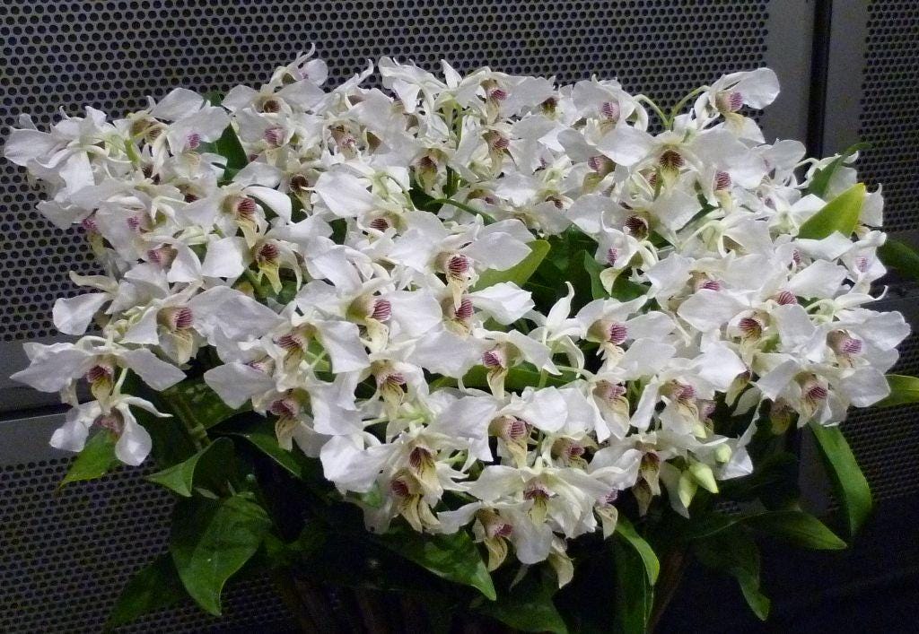 Dendrobium Roy Tokunaga