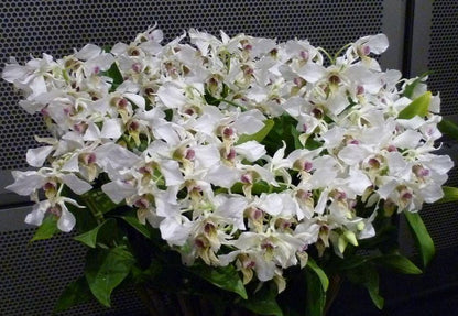 Dendrobium Roy Tokunaga