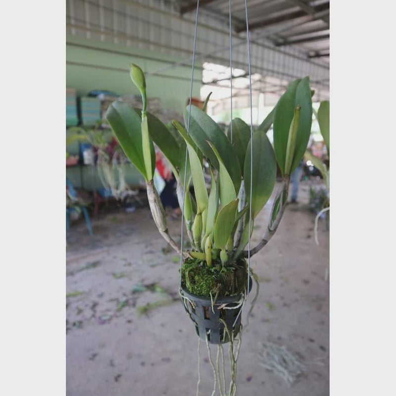 Cattleya Rungnapa Fancy warm welcome 1 Plant Orchid (Rare Collector's Item)