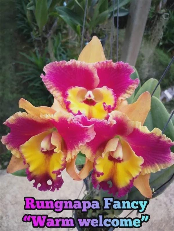 Cattleya Rungnapa Fancy warm welcome 1 Plant Orchid (Rare Collector's Item)