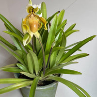Paphiopedilum exul