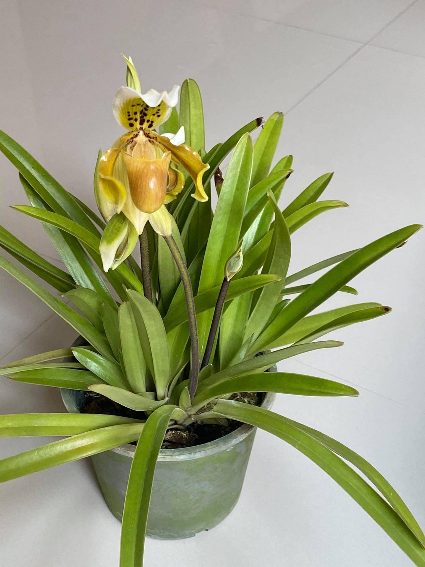 Paphiopedilum exul