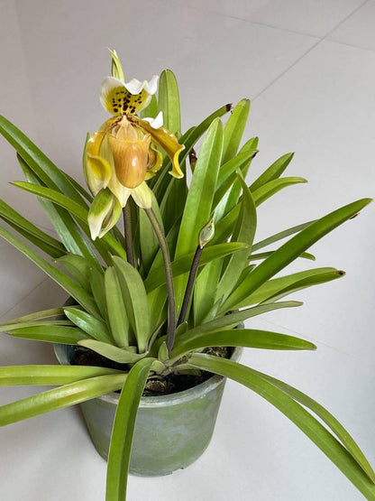 Paphiopedilum exul