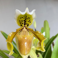 Paphiopedilum exul