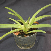 Paphiopedilum exul
