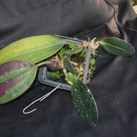 Bulbophyllum dayanum