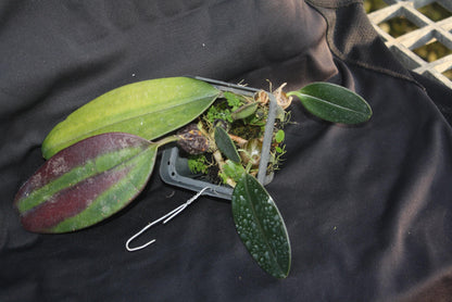 Bulbophyllum dayanum
