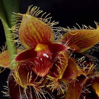 Bulbophyllum dayanum