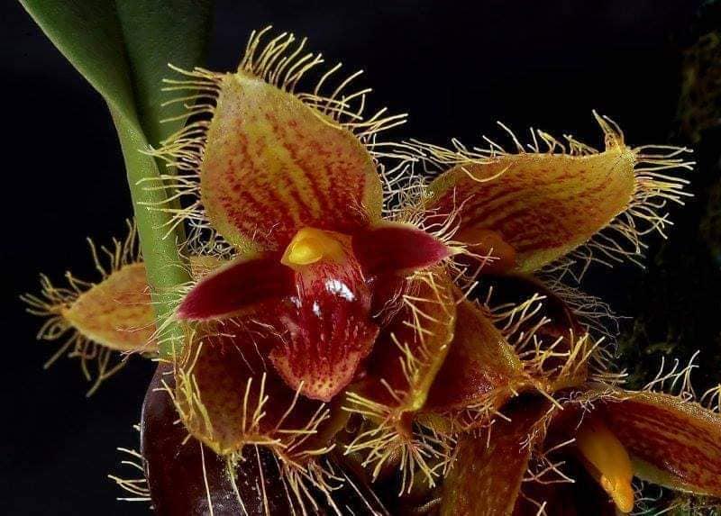 Bulbophyllum dayanum