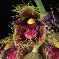 Bulbophyllum dayanum