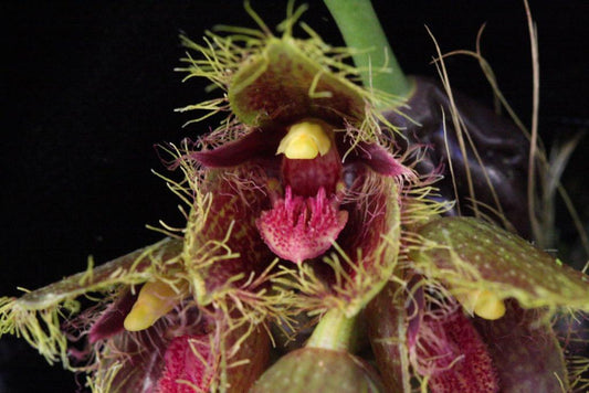 Bulbophyllum dayanum