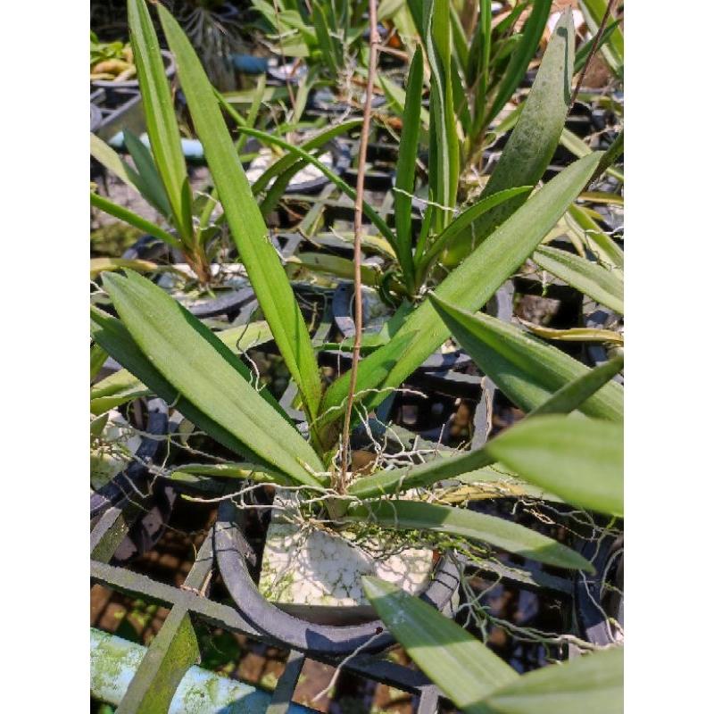 Ionopsis utricularioides Orchid Plant : Mounted Epiphytic Species (Bloom Size)